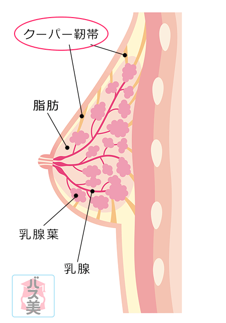 クーパー靭帯の位置を示すバストの断面図