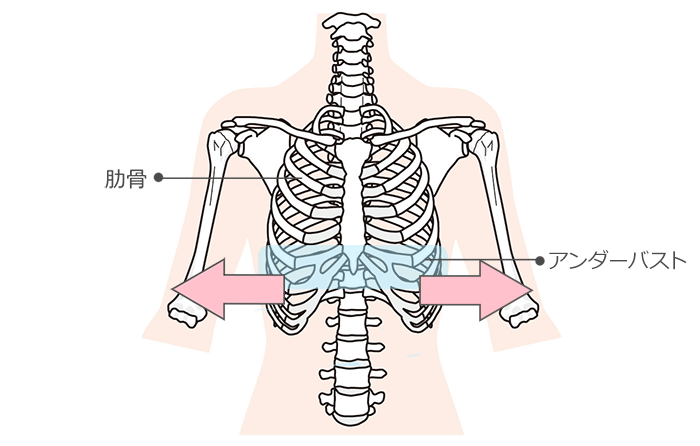 肋骨の場所を示す画像